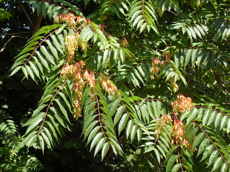 Götterbaum, Bitteresche, Himmelsbaum Neobiota Land Steiermark